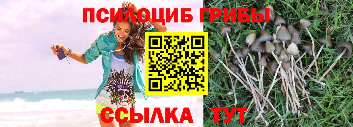 Псилоцибиновые грибы Psilocybe Усинск